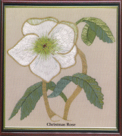 G14 Christmas Rose