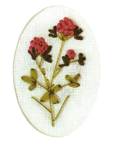Clover Card