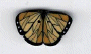  1107.T Tiny Monarch Butterfly    by Just Another Button Company 