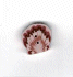 4466.S Small Scallop Shell by Just Another Button Company