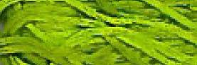 2204a Paris Green