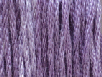 Purple Aster by Classic Colorworks 